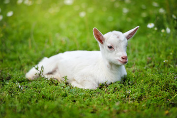 White little goat resting on green grass with daisy flowers on a sunny day
