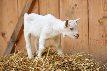 A white baby goat standing on straw bedding near animal pen