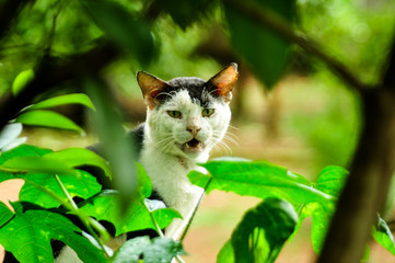 cat in the garden