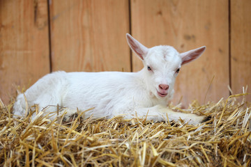 Fototapeta premium A white baby goat resting on straw bedding near animal pen