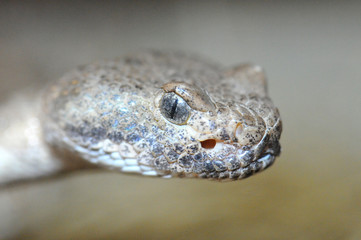 Crotalus stephensi