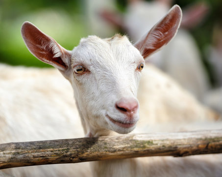 Portrait of a young goat standing in wooden paddock in the yard
