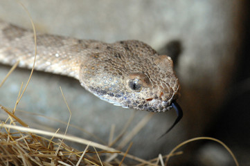 Crotalus stephensi