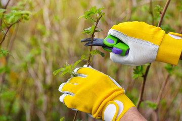 Spring pruning the bush. Hands of gardener in gloves with secateur
