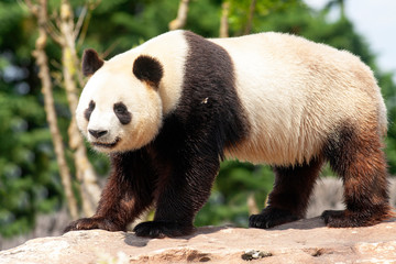 Panda géant de face	