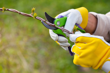 Spring pruning the bush. Hands of gardener in gloves with secateur