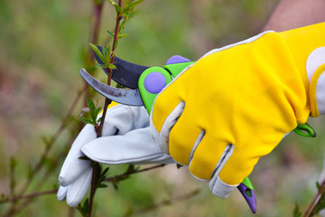 Spring pruning the bush. Hands of gardener in gloves with secateur