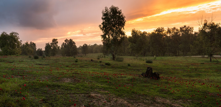 Field of red anemones, Shokeda forest, Israel