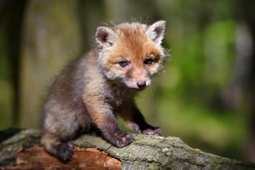 Red fox (Vulpes vulpes), small cute cub in the spring forest