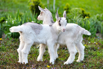 Naklejka na ściany i meble Two white baby goats standing on green lawn