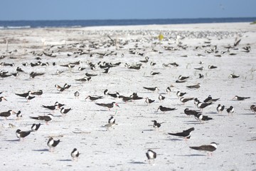 Skimmers on the beach