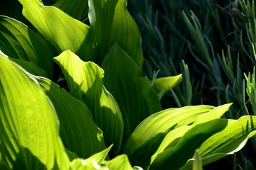 beautiful green floral background. close up and detail of young fresh leaves of hosts. structure and silhouette of green leaves with shadows