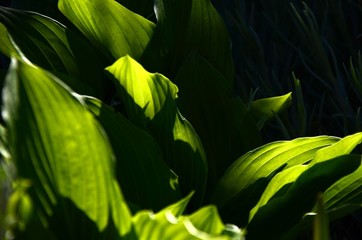 beautiful green floral background. close up and detail of young fresh leaves of hosts. structure and silhouette of green leaves with shadows