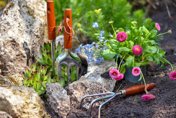 Gardening tools and spring flowers in the garden. Gardening concept.