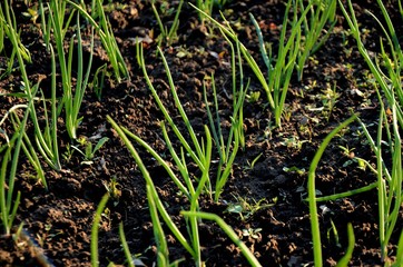 bed with sprouts of young green onions grows in the soil in the garden. growing healthy products on the farm