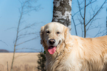 Obraz premium White Golden Retriever in a Forest in Spring