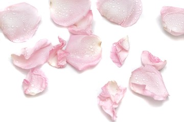 In selective focus a group of sweet pink rose corollas with droplets on white isolated background 