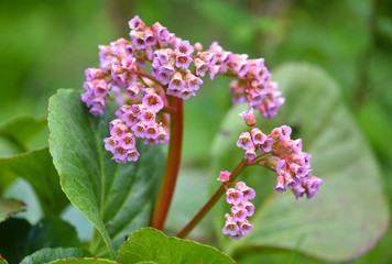Pink flowers of Bergenia crassifolia in the spring garden
