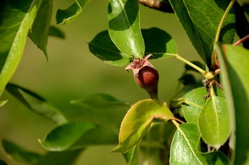 Close up branch with young unripe pear.  pear tree growing in the garden, farming organic products.