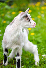 Obraz premium White baby goat standing on green lawn