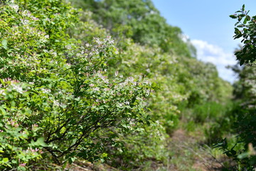 Fototapeta premium blooming flower, blooming garden, blooming forest, blooming trees, spring, flowers, background,