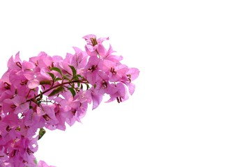 A twig of sweet pink bougainvillea flower blossom on white isolated background with copy space 
