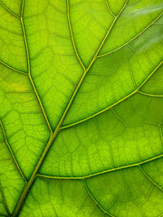 bright close-up of Ficus lyrata leaf structure