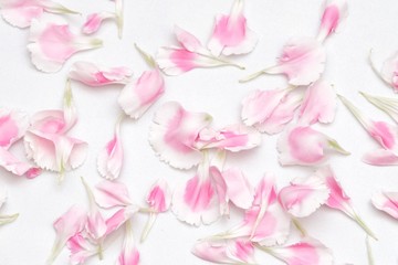 Fototapeta na wymiar Blurred a group of sweet pink Carnation flower corollas on white isolated background