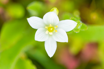 White flower in the field