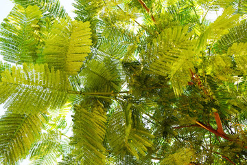 green leaves texture