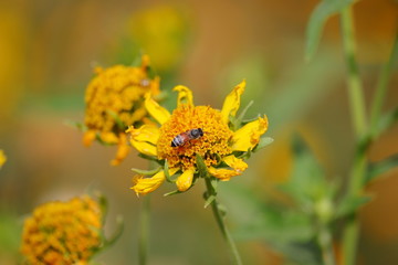 a bee sitting on the yellow flower themes