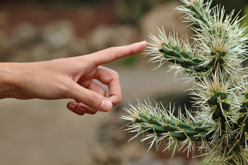 Tocando un cactus