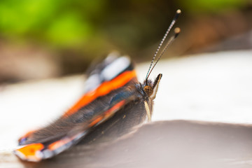 Vibrant colors on vanessa atalanta butterfly