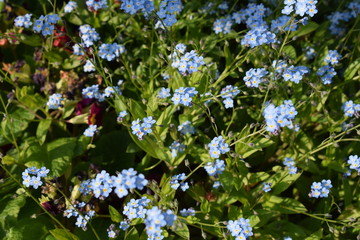 Vergissmeinnicht (Myosotis)