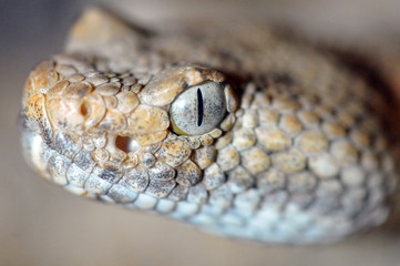 Crotalus stephensi
