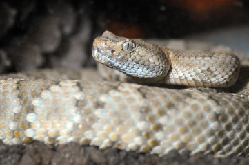 Crotalus stephensi