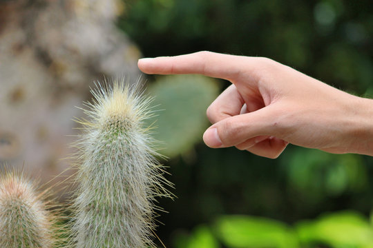 Tocando un cactus