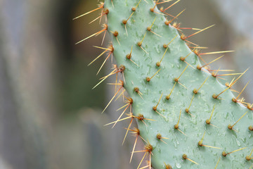 Naklejka premium Cactus