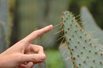 Tocando un cactus