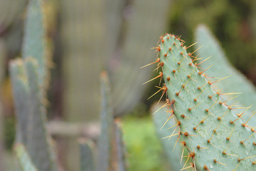 Cactus