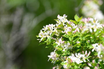 blooming flower, blooming garden, blooming forest, blooming trees, spring, flowers, background,