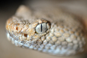 Crotalus stephensi