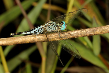 Trumpet Tail Dragonfly, Acisoma panorpoides, Coorg, Karnataka, India