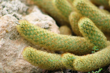 Cactus