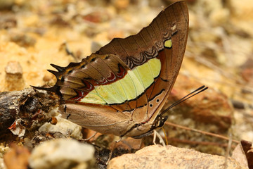 Common Nawab Butterfly, Polyura athamas, Belvai, Udupi Karnataka India