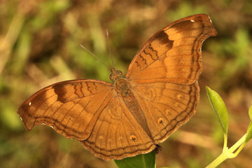 Chocolate pansy Butterfly, Junonia iphita, Ganeshgudi, Karnataka, India