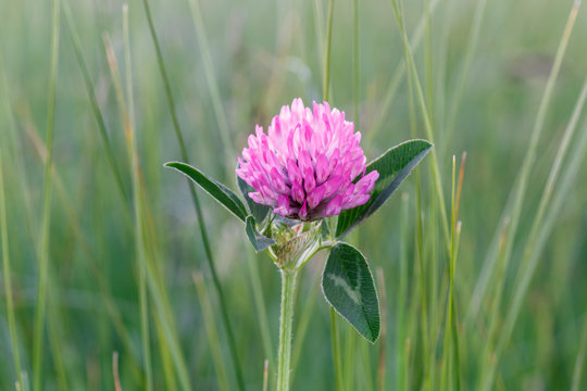 Trifolium pratense. Primer plano de la flor, tallo y hojas del tr&eacute;bol violeta.