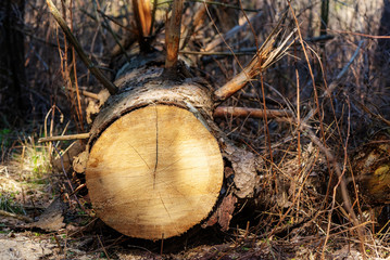 Closeup of cut tree trunk with details of annual ring on the surface in pine tree forest.