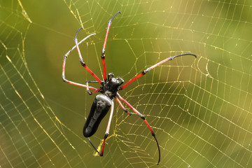 Female Indian Gaint Wood Spider, Nephila pilipes, Coorg, Karnataka, India
