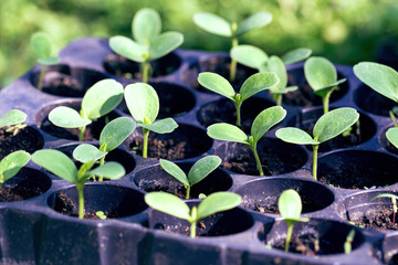 Seedlings of zucchini, pumpkin or watermelon close-up. Concept of development of agriculture and entrepreneurship. Selective focus